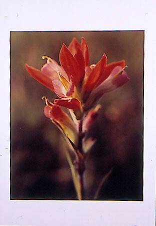 Mid-Afternoon Sun Highlights Indian Paintbrush Near Sprawling Lake Texoma, One of the World's Largest Man-Made Lakes