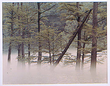 Cypress Trees Clearly Visible Above Low-Hanging Fog Near Surface of Mountain Fork River in Beaver State Park