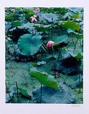 Lotus and azolla, West Lake, Hangzhou, Zhejiang