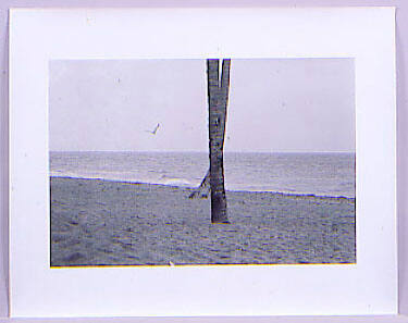 Seagull and Crossed Trees, Florida