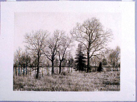 Trees Along the River